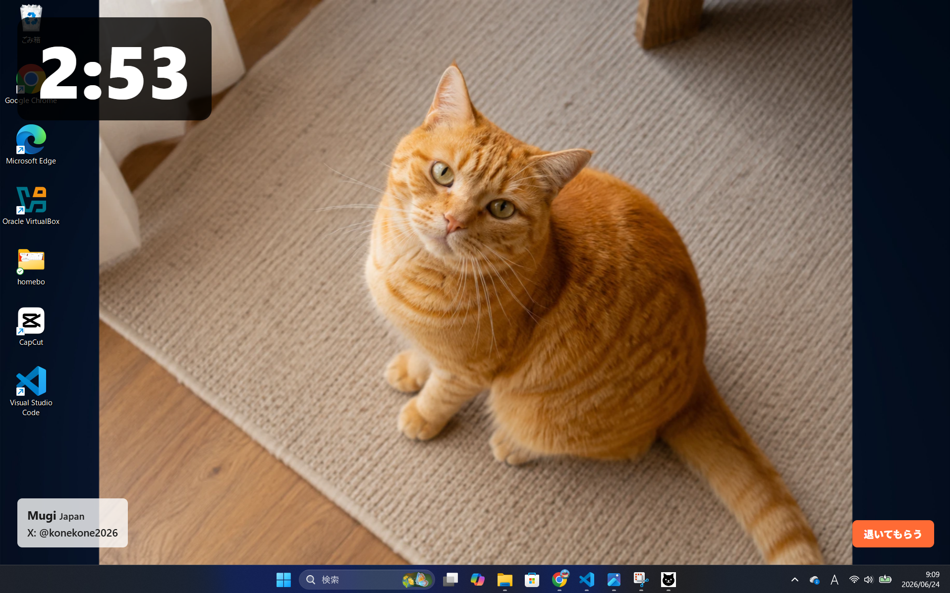Example of a cat photo shown on the desktop