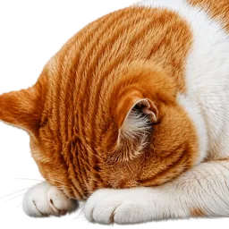 Orange and white star cat