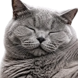Gray star cat