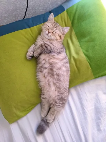 World cat Chima
