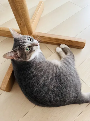 World cat Hana