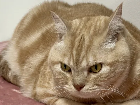 World cat David
