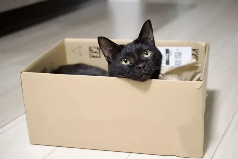 World cat Sui