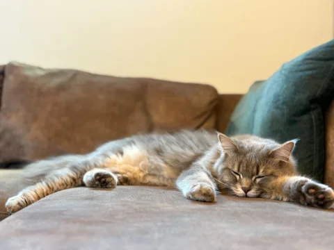 World cat Sakura